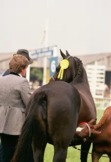 Rosette: Horse - mare and foal at show