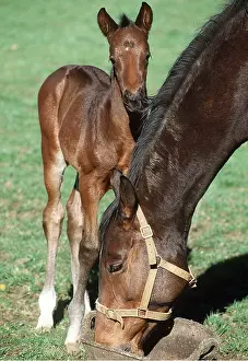 Foals: HORSE - MARE AND FOAL