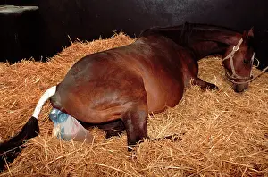 Stables: Horse - mare giving birth to foal