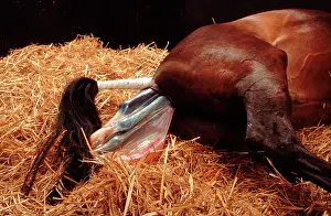 Stables: Horse - mare giving birth to foal
