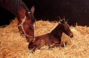 Stables: Horse - mare & newborn foal