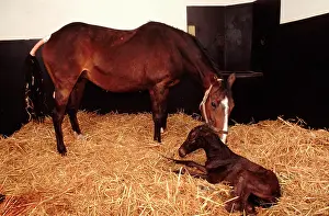 Stables: Horse - mare & newborn foal