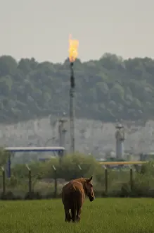Flare: A horse in a meadow facing a flare Le Havre