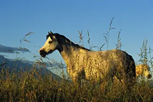 Islets: Horse in a meadow at sunset Kaikoura Bay South Island