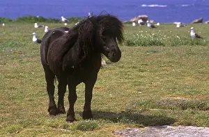 Islets: Horse Merens on Loc'h Island Glenan