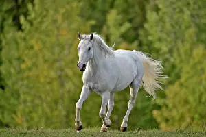 Cantering: Horse Missouri Foxtrotter mare cantering in meadow in autumn