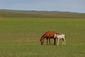 Jeune: Horse in Mongolia