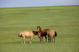 Mongolie: Horse in Mongolia