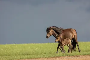 Jeune: Horse in Mongolia
