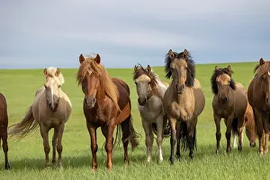 Mongolie: Horse in Mongolia