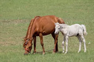 Jeune: Horse in Mongolia