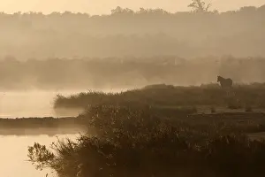 Intergalactic: Horse in Morning Mist Teich ornithological park France