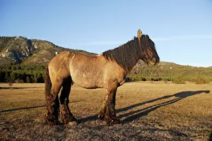 Poitou: Horse - Mulassier du Poitou