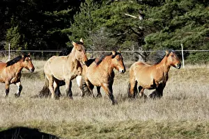 Cantering: Horse - Mulassier du Poitou