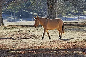 Poitou: Horse - Mulassier du Poitou