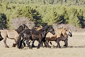 Poitou: Horse - Mulassier du Poitou
