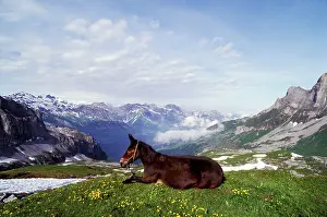 Mules: Horse - Mule lying down in alpine meadow about