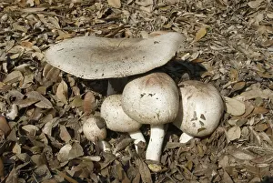 Arvensis: Horse mushroom, Agaricus arvensis
