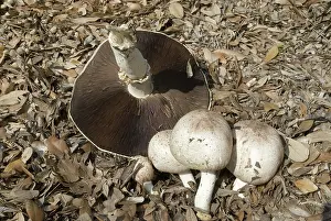 Arvensis: Horse mushroom, Agaricus arvensis