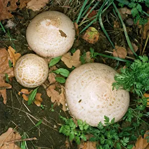 Agaricus: Horse Mushroom Fungus