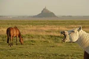 Neighing: Horse neigning in the bay of Mont Saint-Michel Manche