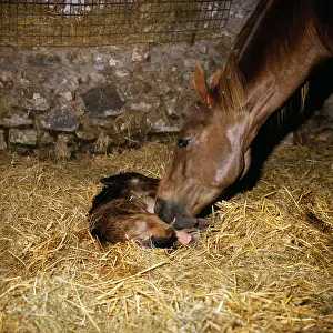 Stables: Horse - new born thoroughbred foal