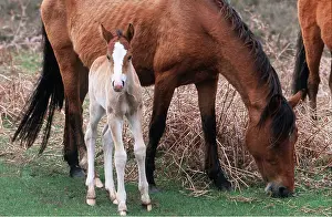 Foals: HORSE - New Forest Pony and foal