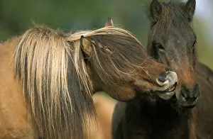 Nuzzling: Horse - two nuzzling