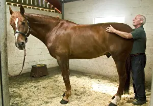 Quarters: Horse Osteopath manipulating hind-quarters