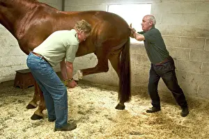 Quarters: Horse Osteopath massaging hind quarters of horse with owner