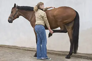 Providing: Horse osteopathy for a French saddle horse