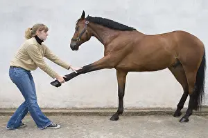 Providing: Horse osteopathy for a French saddle horse