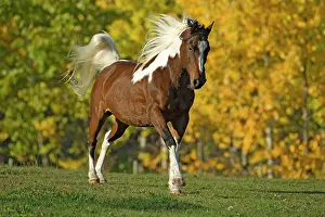 Cantering: Horse - Paint Gelding cantering on meadow
