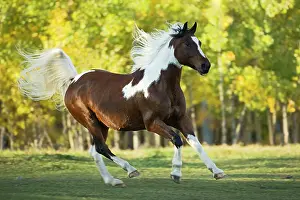 Cantering: Horse - Paint Gelding cantering on meadow with