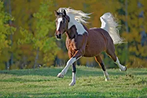 Geldings: Horse - Paint Gelding galloping on meadow with