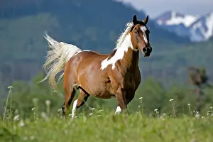 Gelding: Horse - Paint Gelding galloping on meadow