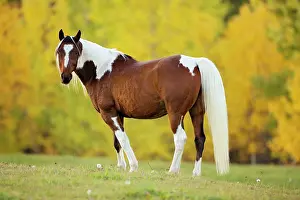 Geldings: Horse - Paint Gelding in meadow, trees in autumn colors
