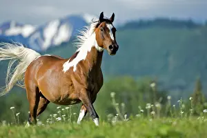 Trotting: Horse - Paint Gelding trotting on meadow