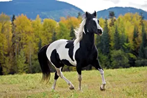 Cantering: Horse - Paint Stallion running, portrait