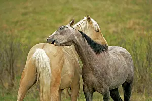 Mutual: Horse - Palomino and Appaloosa grooming each other