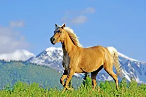 Trotting: Horse Palomino Arabian mare trotting in meadow in