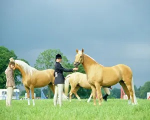 Palomino: Horse - Palomino on show - with girl rider