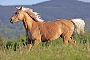Cantering: Horse Palomino mare cantering over meadow
