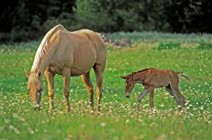 Grassing: Horse - Palomino Mare and Foal grassing in meadow of flowers