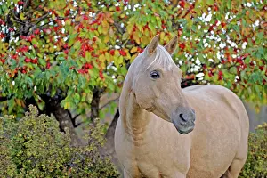 Palominos: Horse Palomino mare standing in front of Crabbapple
