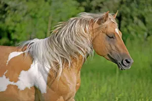 Palominos: Horse Palomino Paint Stallion