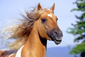 Palominos: Horse Palomino Paint stallion galloping closeup portrait