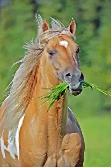 Palominos: Horse Palomino Paint stallion with grass in mouth galloping