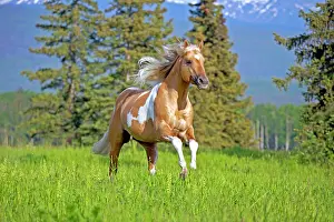 Palominos: Horse Palomino Paint stallion running in meadow