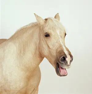 Palomino: Horse - Palomino Pony